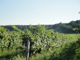 trajets en bus dans le Burgenland